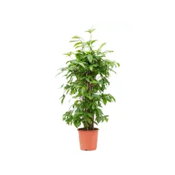 Plante dracaena surculosa