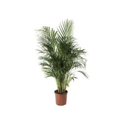Plante areca